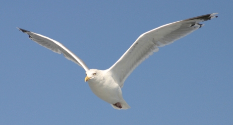 white-seabird